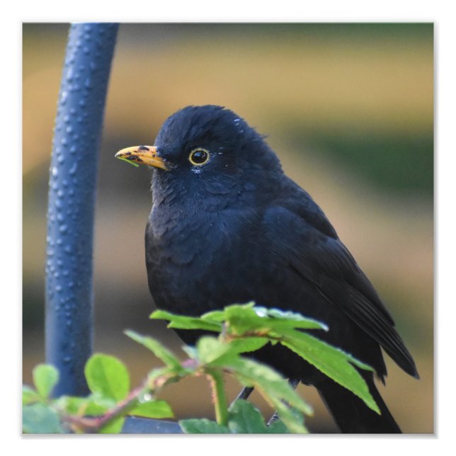 Foto Male Blackbird (Frente)