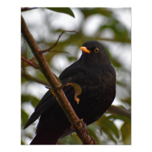 Foto Male Blackbird