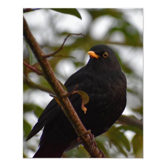 Foto Male Blackbird (Frente)