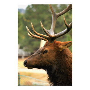 Foto Male Elk