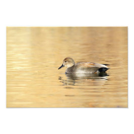 Foto Male Gadwall