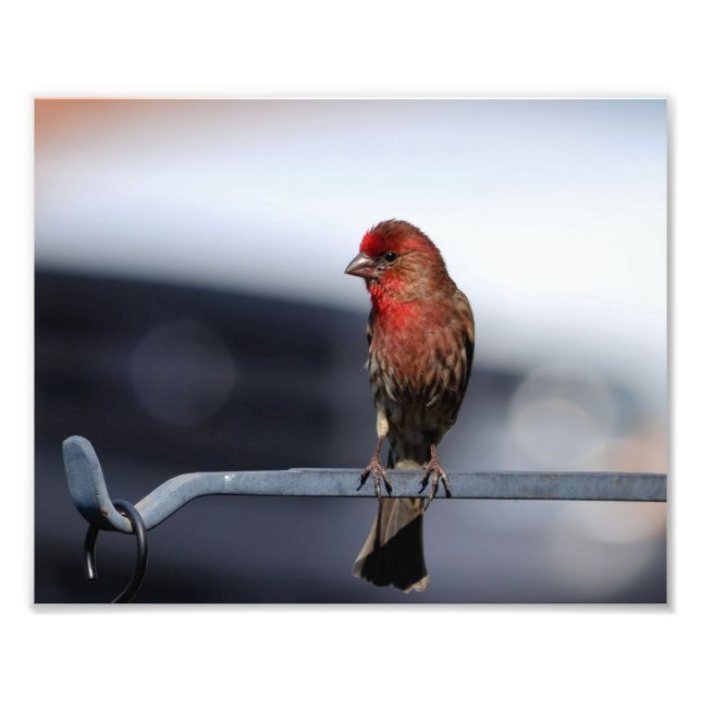 Foto Male House Finch (Frente)