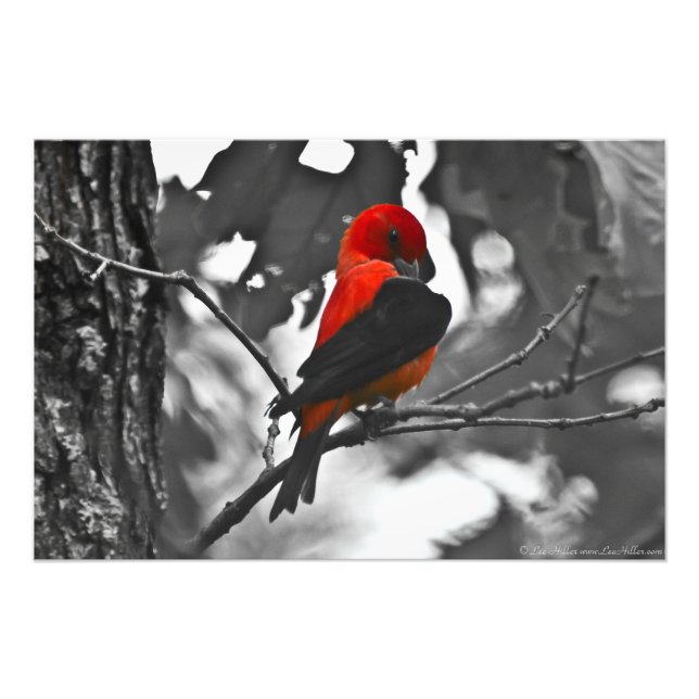 Foto Male Scarlet Tanager (Frente)