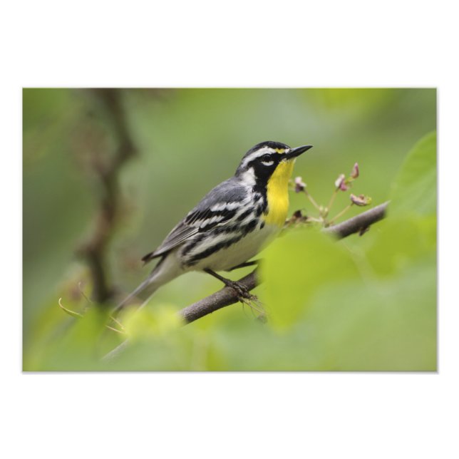 Foto Male Yellow-throated Warbler, Dendroica (Frente)
