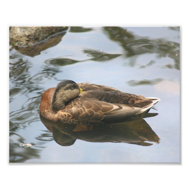 Foto Mallard Brown Mallard Duck Sonolento 10x8 Natureza (Frente)