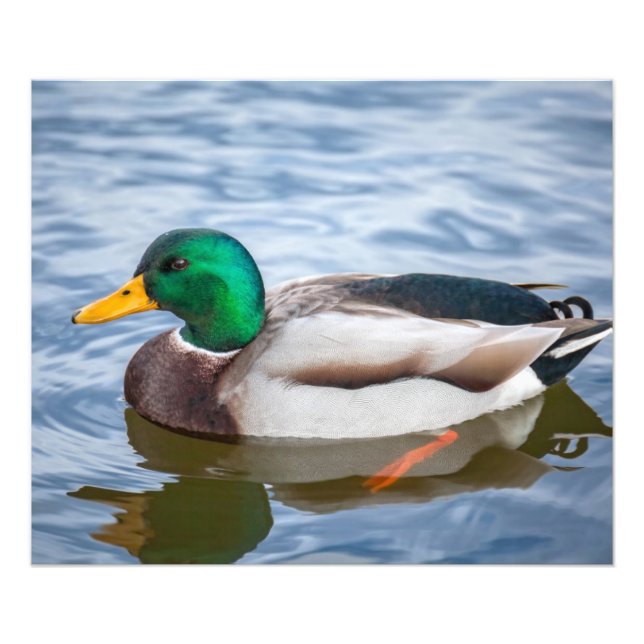 Foto Mallard Duck (Frente)