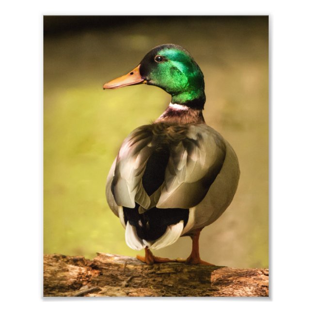 Foto Mallard Duck (Frente)