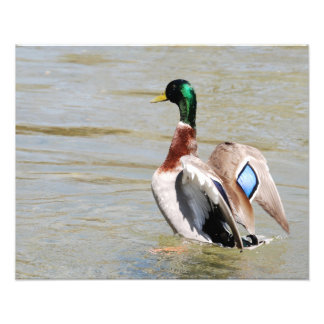 Foto Mallard Duck Diamond