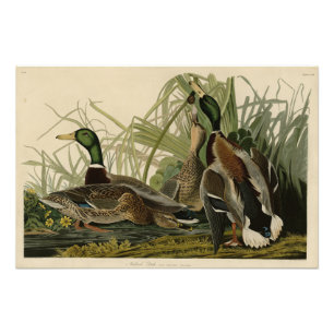 Foto Mallard Duck do Pássaro da América de Audubon