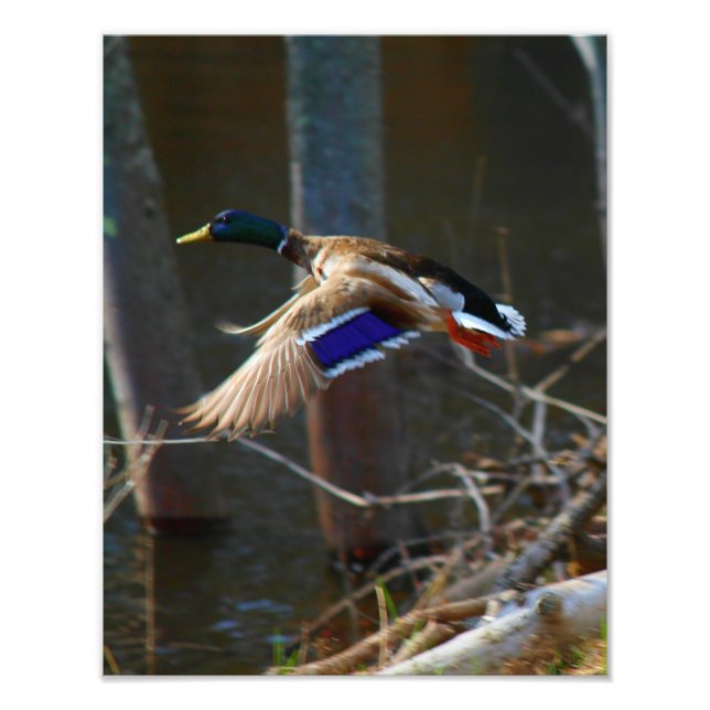 Foto Mallard Duck Masculino Em Voo (Frente)