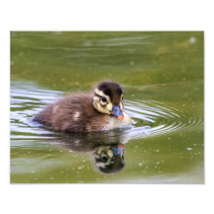 Foto Mallard Ducking
