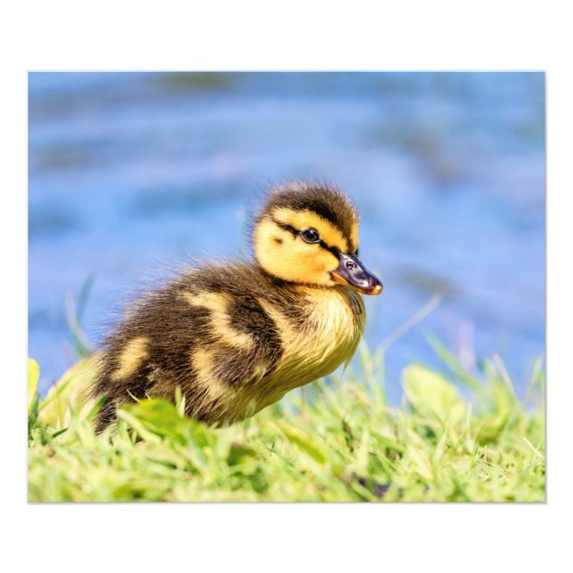 Foto Mallard Duckling (Frente)
