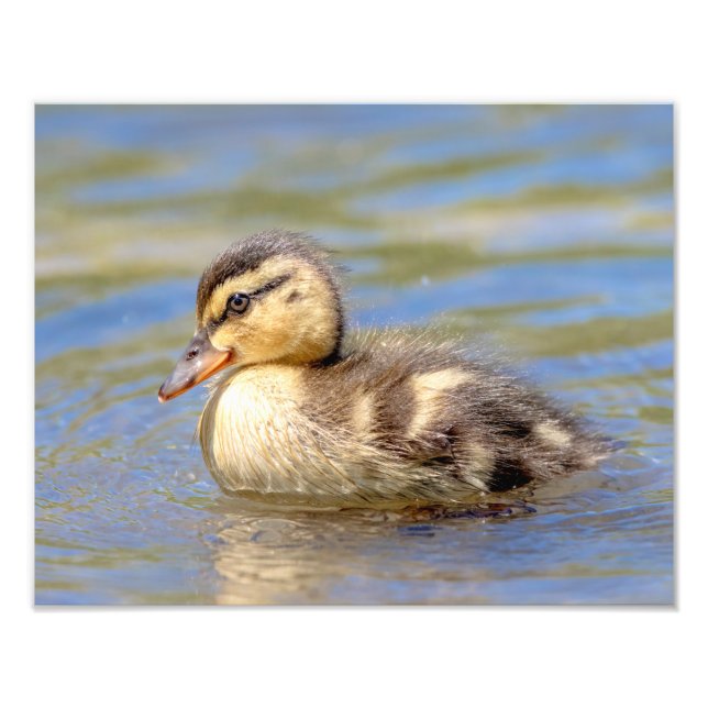 Foto Mallard Duckling (Frente)