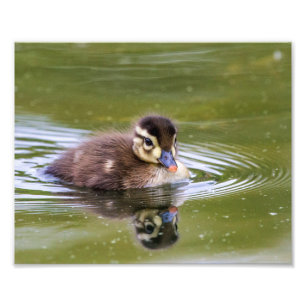 Foto Mallard Duckling