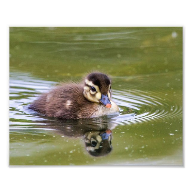 Foto Mallard Duckling (Frente)
