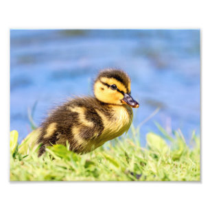 Foto Mallard Duckling