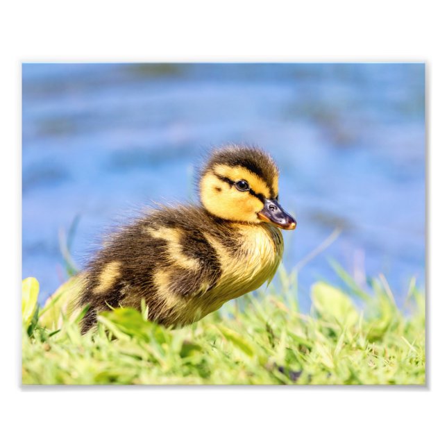 Foto Mallard Duckling (Frente)