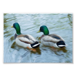 Foto Mallard Ducks