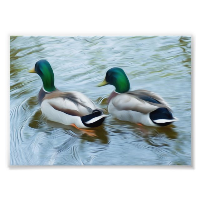 Foto Mallard Ducks (Frente)