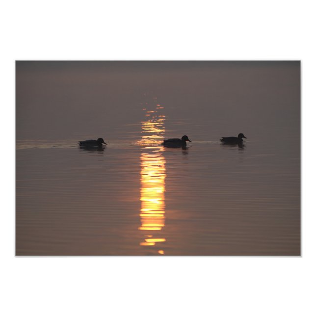 Foto Mallards (Frente)