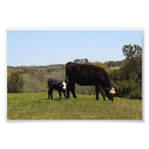 Foto Mama Cow e Calf no Texas