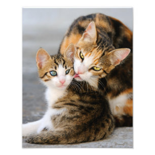 Foto Mamãe Cat ama Kitten Bonito - Paperprint