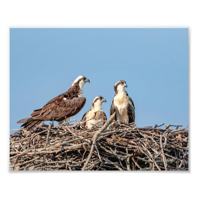 Foto Mamãe Osprey com seus filhos (Frente)