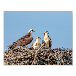 Foto Mamãe Osprey com seus filhos