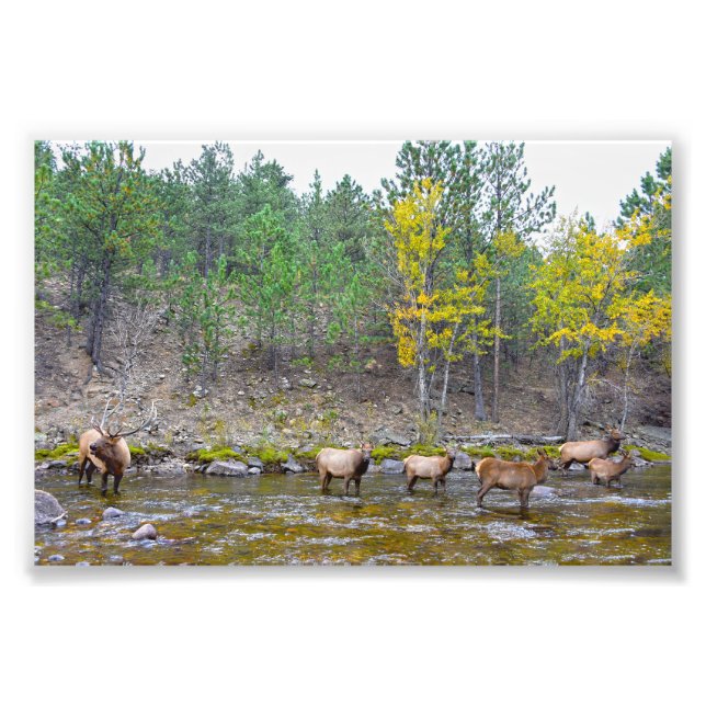 Foto Manada de alces vadando no rio Big Thompson (Frente)