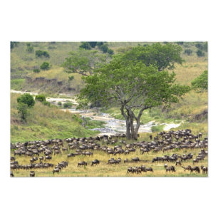 Foto Manada enorme de gnus durante a migração,