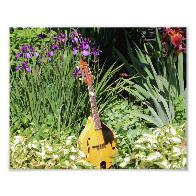 Foto Mandolin E Iris Garden 10x8 Flor (Frente)