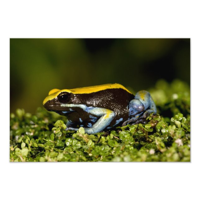 Foto Mantela-de-orelha-preta, Mantella expectata, (Frente)