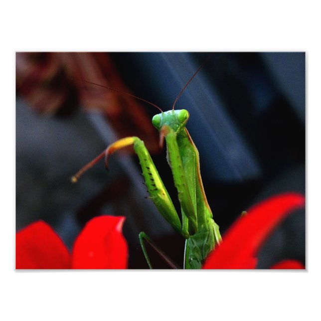 Foto mantis (Frente)