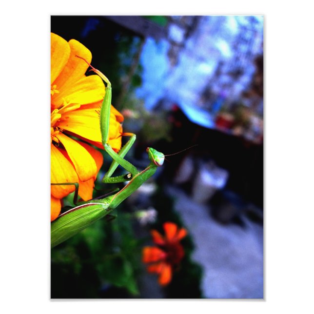 Foto mantis (Frente)