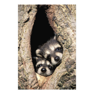 Foto Mapehutes bebê em cavidade de árvore Procyon