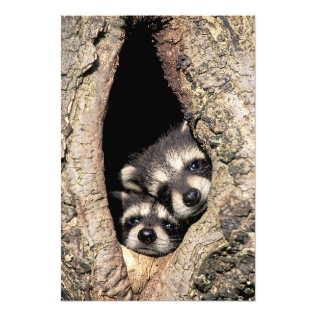 Foto Mapehutes bebê em cavidade de árvore Procyon (Frente)