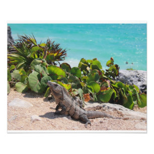 Foto Mar da iguana e da turquesa