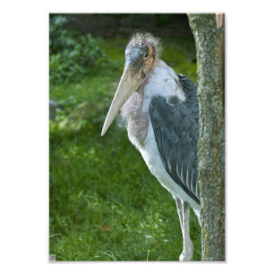 Foto Marabou