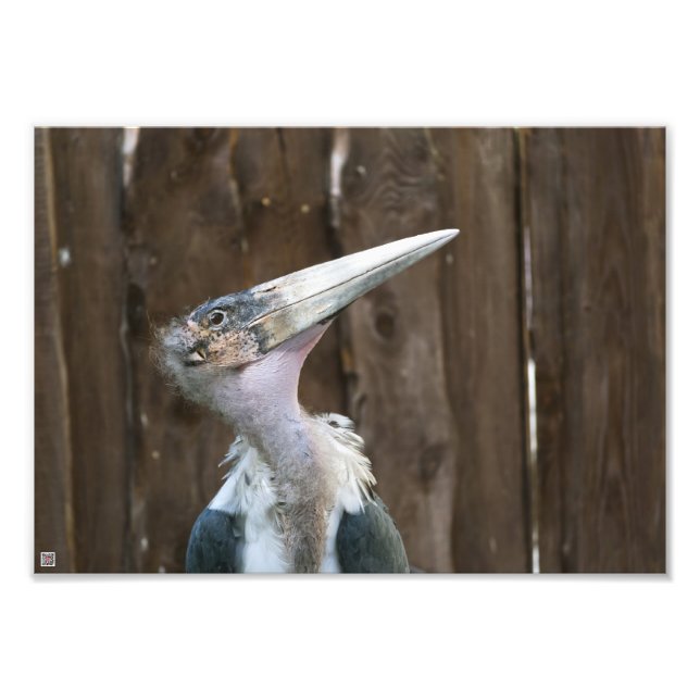 Foto Marabou Stork (Frente)