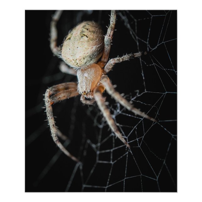 Foto Maravilha do Fechamento: Aranha-do-jardim europeia (Frente)
