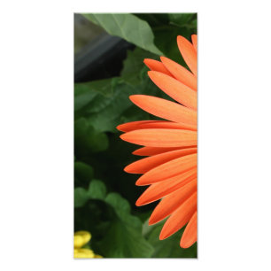 Foto margarida alaranjada do gerbera (1 de 3)