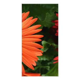 Foto margarida alaranjada do gerbera (3 de 3)