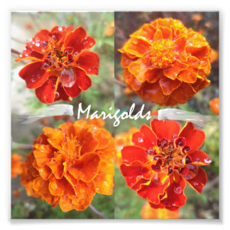 Foto Marigolds
