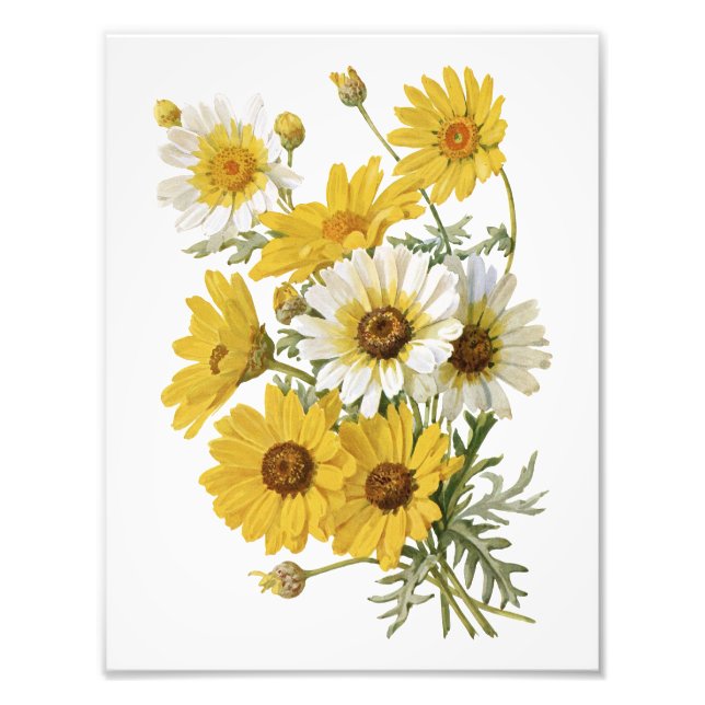 Foto Marigolds Branco e Amarelo (Frente)