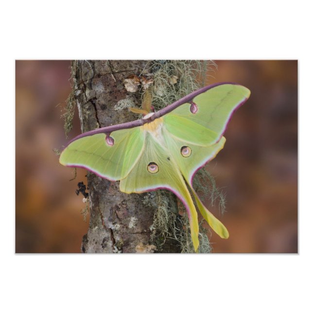 Foto Mariposa-da-seda Luna (Frente)