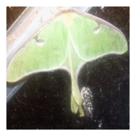 Foto Mariposa Luna Close-Up