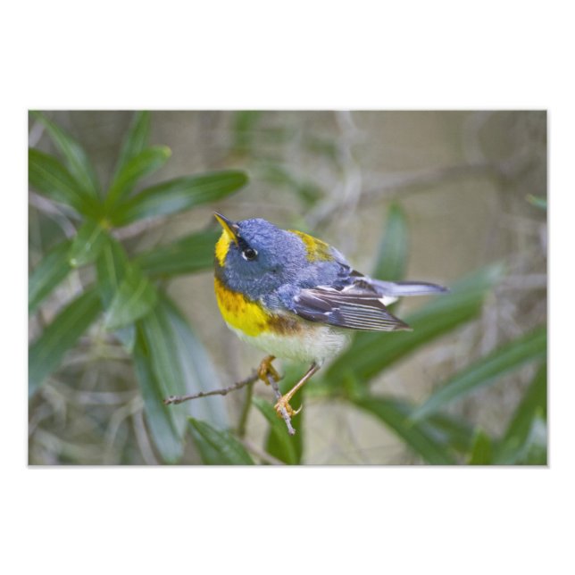Foto Mariquita (Parula americana) (Frente)