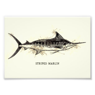 Foto Marlin Kajikia audax Vintage desenhando arte