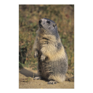Foto Marmota Alpina, Marmota marmota, adulto em pé