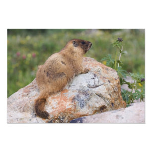 Foto Marmota-de-barriga-amarela, Marmota flaviventris,